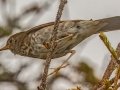 Bicknell's Thrush - JUNE 2 2022 - Cannon Mt - Franconia - Grafton County - New Hampshire