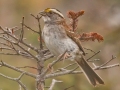 White-throated Sparrow - JUNE 2 2022 - Cannon Mt - Franconia - Grafton County - New Hampshire