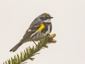 Yellow-rumped Warbler (Myrtle) - JUNE 2 2022 - Cannon Mt - Franconia - Grafton County - New Hampshire