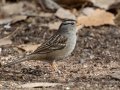 White-crowned Sparrow (Gambel's) - Rio Grande Nature Center SP - Visitor Center - Bernalillo County, New Mexico, Dec 12, 2022
