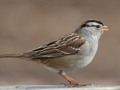 White-crowned Sparrow (Gambel's) - Rio Grande Nature Center SP - Visitor Center - Bernalillo County, New Mexico, Dec 12, 2022