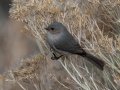 Bushtit - Embudo Canyon, Bernalillo County, New Mexico, Dec 13, 2022
