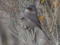 Bushtit - Embudo Canyon, Bernalillo County, New Mexico, Dec 13, 2022