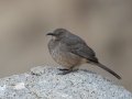 Curve-billed Thrasher - Embudo Canyon, Bernalillo County, New Mexico, Dec 13, 2022