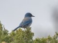 Woodhouse-s Scrub-Jay (Woodhouse's) - Embudo Canyon, Bernalillo County, New Mexico, Dec 13, 2022