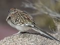 Greater Roadrunner - Embudo Canyon, Bernalillo County, New Mexico, Dec 13, 2022