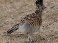 Greater Roadrunner - Embudo Canyon, Bernalillo County, New Mexico, Dec 13, 2022