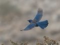 Woodhouse-s Scrub-Jay (Woodhouse's) - Embudo Canyon, Bernalillo County, New Mexico, Dec 13, 2022