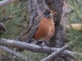 American Robin - Rio Grande Valley SP - Visitor Center, Bernalillo County, New Mexico, Dec 13, 2022