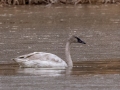 Tundra Swan (juvenile) - Rio Grande Valley SP - Visitor Center, Bernalillo County, New Mexico, Dec 13, 2022