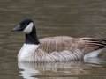 Cackling Goose - Rio Grande Valley SP - Visitor Center, Bernalillo County, New Mexico, Dec 13, 2022