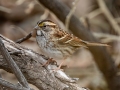 White-throated Sparrow - Rio Grande Valley SP - Visitor Center, Bernalillo County, New Mexico, Dec 13, 2022