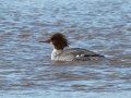 Common Merganser - Rio Grande Valley SP - Rio Grande Nature Center Bosque Trails, Bernalillo County, New Mexico, Dec 13, 2022