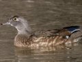 Wood Duck - Rio Grande Valley SP - Visitor Center, Bernalillo County, New Mexico, Dec 13, 2022