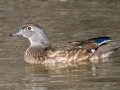 Wood Duck - Rio Grande Valley SP - Visitor Center, Bernalillo County, New Mexico, Dec 13, 2022