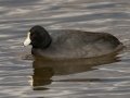 American Coot - Rio Grande Valley SP - Visitor Center, Bernalillo County, New Mexico, Dec 13, 2022
