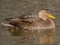 Mexican Duck - Rio Grande Valley SP - Visitor Center, Bernalillo County, New Mexico, Dec 13, 2022