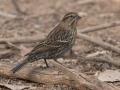 Red-winged Blackbird - Rio Grande Valley SP - Visitor Center, Bernalillo County, New Mexico, Dec 13, 2022