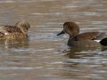 Gadwall - Rio Grande Valley SP - Visitor Center, Bernalillo County, New Mexico, Dec 13, 2022