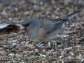 Dark-eyed Junco (Pink-sided) - Rio Grande Valley SP - Visitor Center, Bernalillo County, New Mexico, Dec 13, 2022