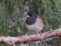 Dark-eyed Junco (Oregon) - Rio Grande Valley SP - Visitor Center, Bernalillo County, New Mexico, Dec 13, 2022