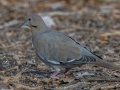 White-winged Dove - Rio Grande Valley SP - Visitor Center, Bernalillo County, New Mexico, Dec 13, 2022