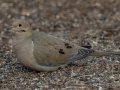 Mourning Dove - Rio Grande Valley SP - Visitor Center, Bernalillo County, New Mexico, Dec 13, 2022