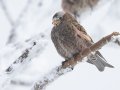 Black Rosy-Finch - Cibola NF - Sandia Crest, Bernalillo, New Mexico, United States, Dec 14, 2022