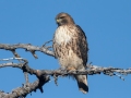 Red-tailed Hawk - Cibola NF--Ellis Trailhead, Service Rd. No. 488, Bernalillo County, New Mexico, Dec 11, 2022