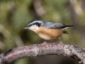 Red-breasted Nuthatch - Cibola NF--Ellis Trailhead, Service Rd. No. 488, Bernalillo County, New Mexico, Dec 11, 2022