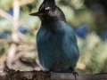 Steller's Jay (Interior) - Cibola NF--Ellis Trailhead, Service Rd. No. 488, Bernalillo County, New Mexico, Dec 11, 2022