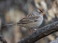 White-crowned Sparrow - Rio Grande Valley SP - Visitor Center, Bernalillo County, New Mexico, Dec 13, 2022