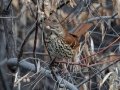 Brown Thrasher - Rio Grande Nature Center SP - Visitor Center - Bernalillo County, New Mexico, Dec 12, 2022