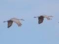 Sandhill Cranes - Rio Grande Nature Center SP - Visitor Center - Bernalillo County, New Mexico, Dec 12, 2022