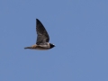 Cliff Swallow - Yeso (town) - De Baca County - New Mexico, May 1, 2023