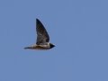 Cliff Swallow - Yeso (town) - De Baca County - New Mexico, May 1, 2023