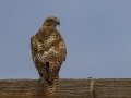 Red-tailed Hawk (juvenile) - De Baca County, New Mexico, May 1, 2023