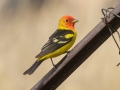 Western Tanager - Yeso (town) - De Baca County - New Mexico, May 1, 2023