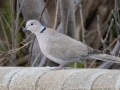 Eurasian Collared-Dove  - Yeso (town) - De Baca County - New Mexico, May 1, 2023