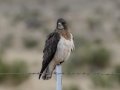 Swainson's Hawk  - Carrizozo Sewage Ponds - Lincoln County - New Mexico - May 2, 2023