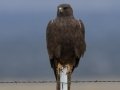 Swainson's Hawk - Dark Morph - Carrizozo Sewage Ponds - Lincoln County - New Mexico - May 2, 2023