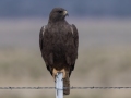 Red-tailed Hawk (calurus/alascensis) - Carrizozo Sewage Ponds - Lincoln County - New Mexico - May 2, 2023