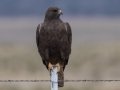 Swainson's Hawk - Dark Morph - Carrizozo Sewage Ponds - Lincoln County - New Mexico - May 2, 2023