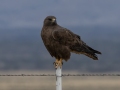 Red-tailed Hawk (calurus/alascensis) - Carrizozo Sewage Ponds - Lincoln County - New Mexico - May 2, 2023