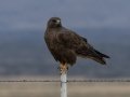 Swainson's Hawk - Dark Morph - Carrizozo Sewage Ponds - Lincoln County - New Mexico - May 2, 2023