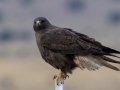 Swainson's Hawk - Carrizozo Sewage Ponds - Lincoln County - New Mexico - May 2, 2023
