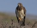 Swainson's Hawk  - Carrizozo Sewage Ponds - Lincoln County - New Mexico - May 2, 2023
