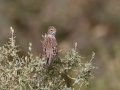 Clay-colored Sparrow - Cibola NF - Tres Pistolas Canyon - Bernalillo County, New Mexico, Sep 8, 2016