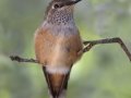 Broad-tailed Hummingbird - Cibola NF - Tres Pistolas Canyon - Bernalillo County, New Mexico, Sep 8, 2016