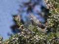 Juniper Titmouse - Cibola NF - Tres Pistolas Canyon - Bernalillo County, New Mexico, Sep 8, 2016